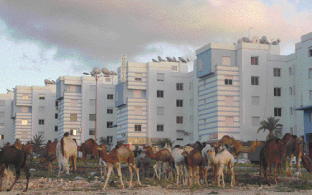 chameaux3499 | جريدة الصباح