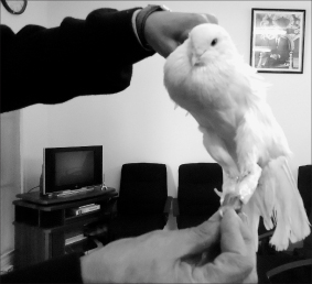 pigeaon3541 | جريدة الصباح