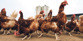 La-grippe-aviaire-est-sous-controle-estime-Le-Foll | جريدة الصباح