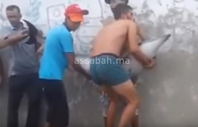 delfan | جريدة الصباح