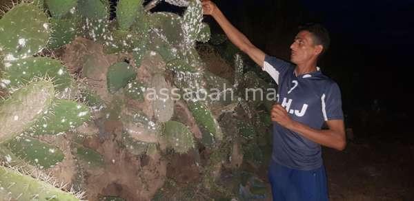 cactus | جريدة الصباح