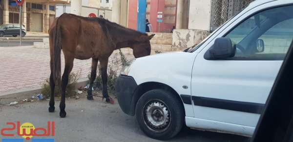 cheval | جريدة الصباح