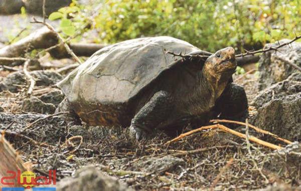 TORTUE22 | جريدة الصباح