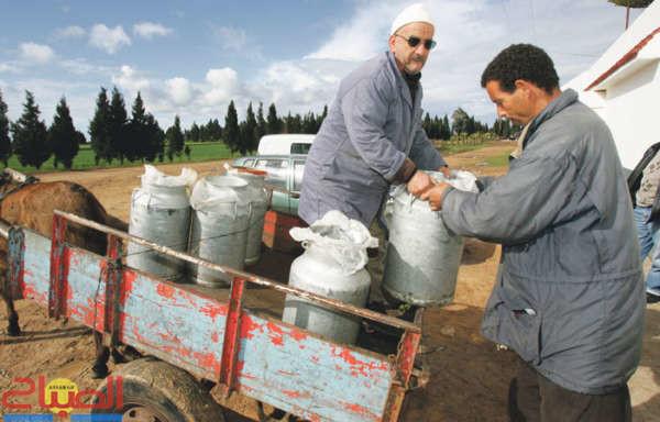 Cooperative_laitiere12022014_archive(22) | جريدة الصباح