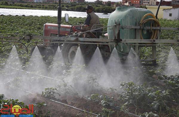 Agriculture aLoukousse (bziouat)3 | جريدة الصباح