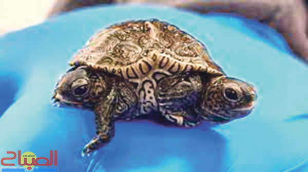 TORTUE | جريدة الصباح