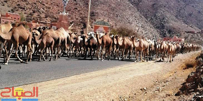 jimal | جريدة الصباح