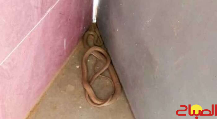 أفعى داخل مدرسة تحرج برادة