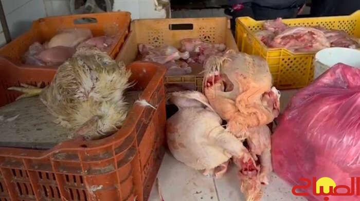 سقوط مروج دجاج نافق بالبيضاء