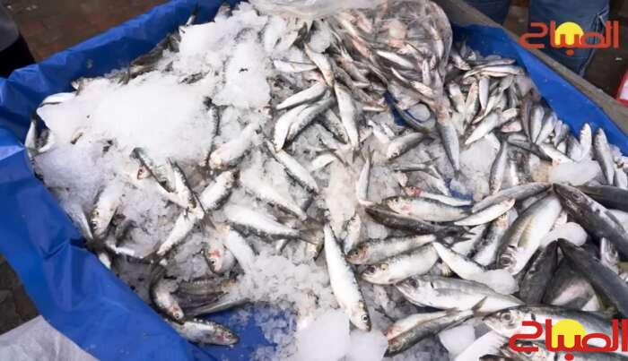 أسعار السمك تلهب الأسواق المغربية.. والسردين في الصدارة